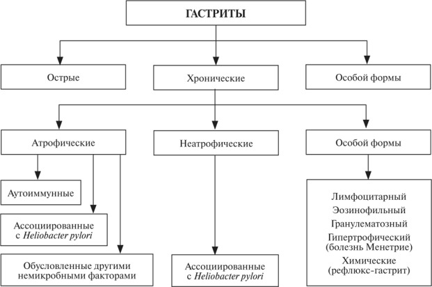 Корнилова гастрит схема гастрит