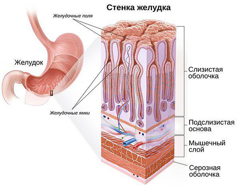 Мышечная оболочка желудка