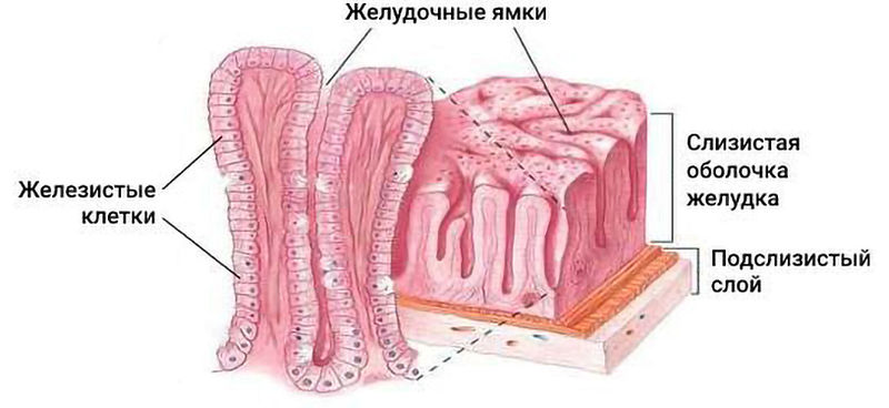Функциями и клетками слизистой оболочки желудка. Желудочные ямки гистология. Клетки слизистой оболочки желудка. Железистые клетки слизистой оболочки.