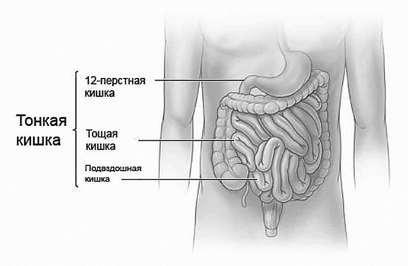 Работа 12 перстной кишки