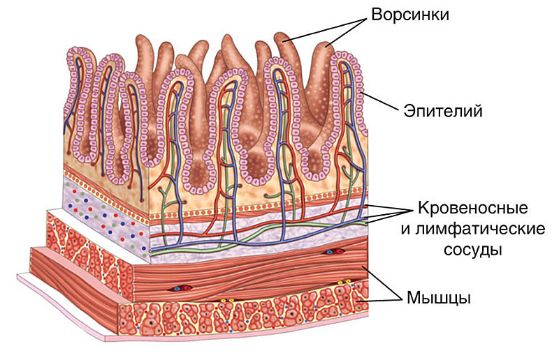 Строение тонкого. Строение ворсинки тонкой кишки. Ворсинки эпителия кишечника. Строение ворсинки тонкого кишечника. Кишечные ворсинки тонкого кишечника.