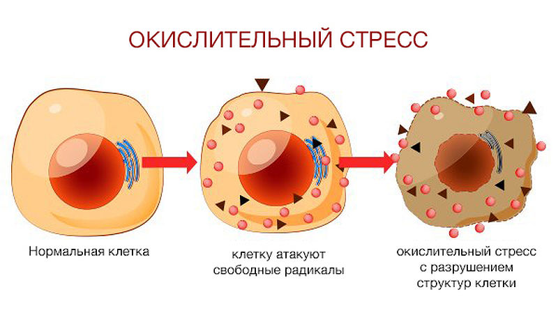 Окислительный стресс картинки